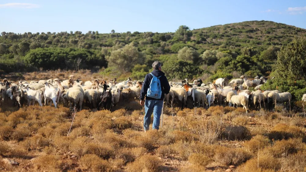 Menemen'deki mera GES'e kurban gitti!