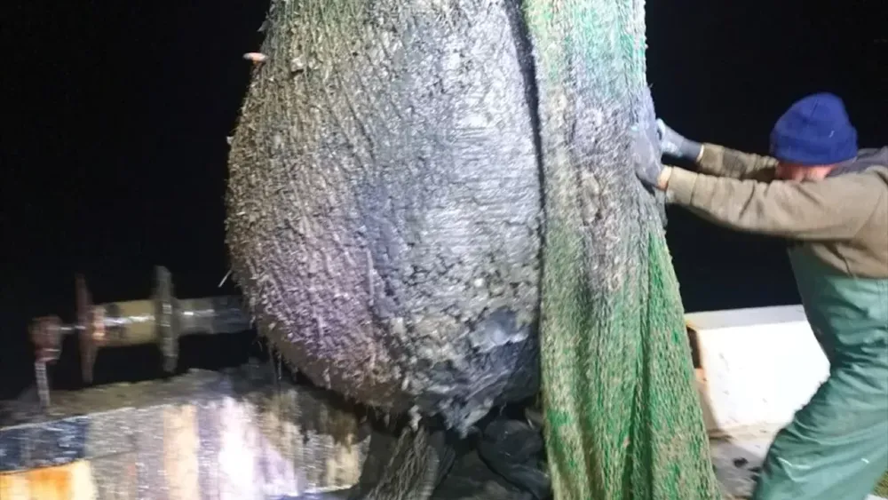 Foça'da Körfez çamuruna karşı kampanya