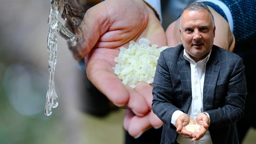 Çeşme’nin damla sakızı, Yunanlı üreticiyi kıskandırdı