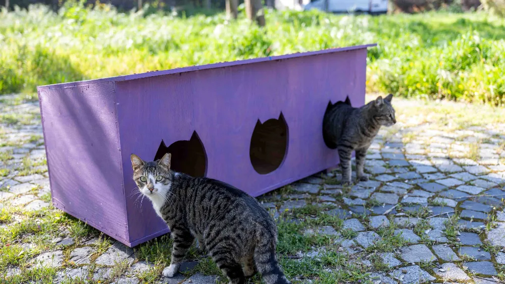 Kedili Park artık güvende! Paterson Köşkü çevresi yeniden yaşam alanına dönüştü…