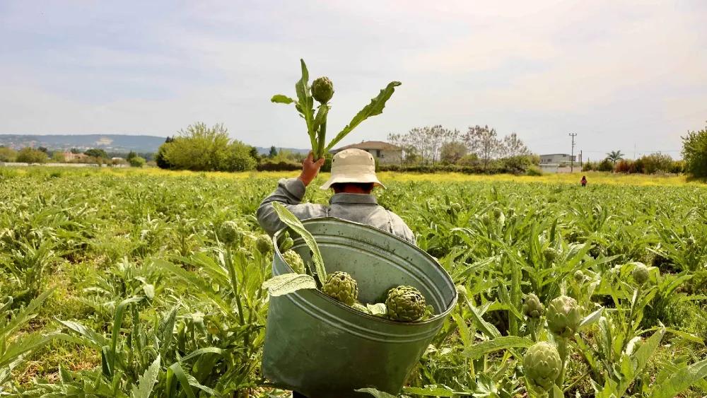 Uluslararası Urla Enginar Festivali 1-2-3 Mayıs’ta yapılacak