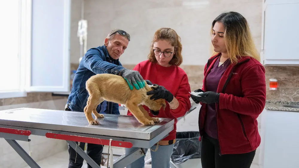 Can dostlar için Menemen'de rekor tedavi sayısına ulaşıldı