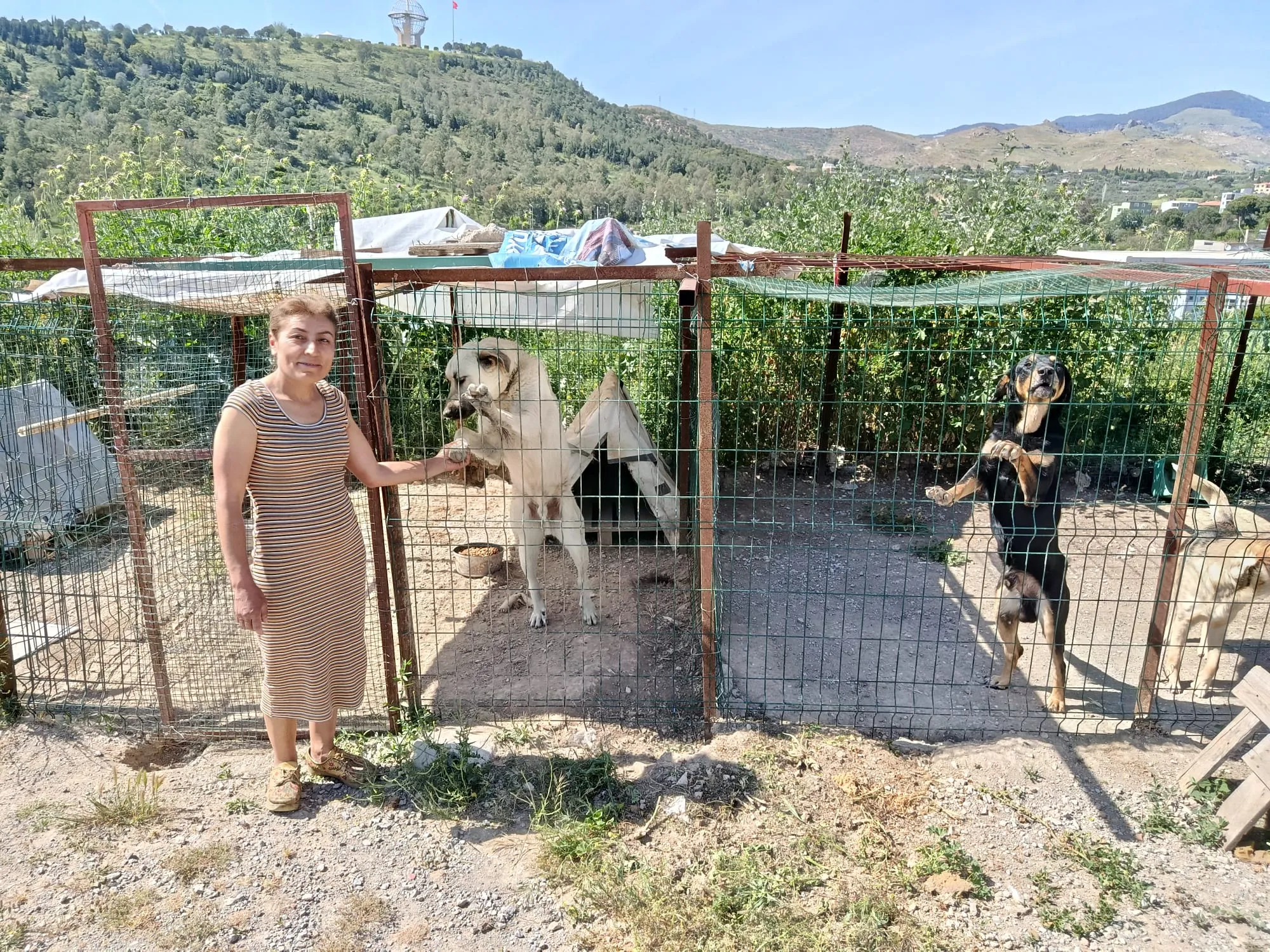 Bedir'in kullandığı arazide kedilerin yaşadığı bir konteyner ve köpekler için tel çitle çevrili alanlar bulunuyor.