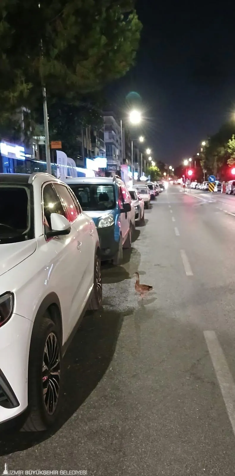 Trafikte fark edilen ördek İzmir Büyükşehir Belediyesi zabıta ekipleri tarafından kurtarıldı.